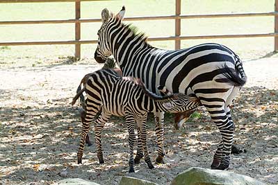 Aachener Zoo Aachener-Zoo-Zebra-002